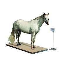 Veterinary Platform Scale Stainless Steel With Indicator Horse Goat Pet Hog Weigher